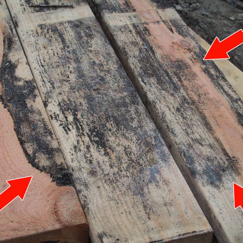 Mold & Lumber
