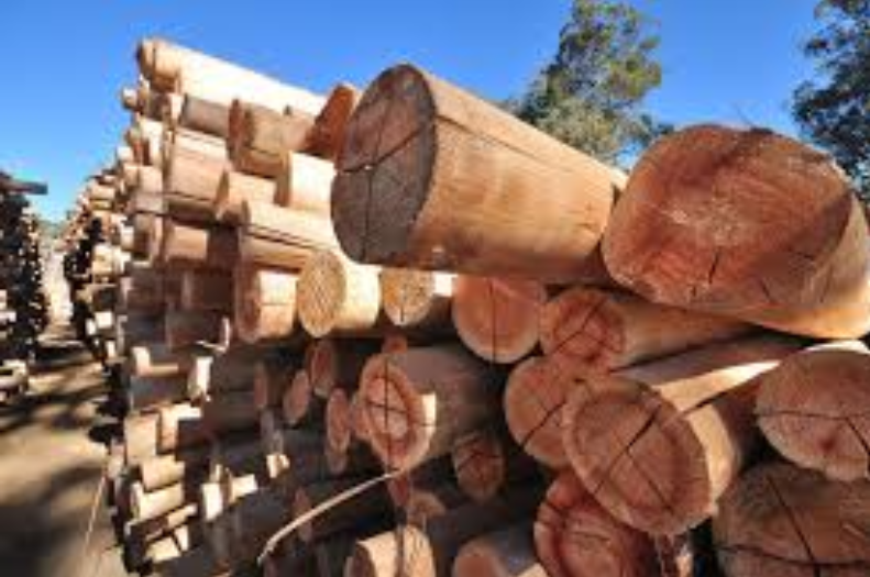 negative carbon lumber